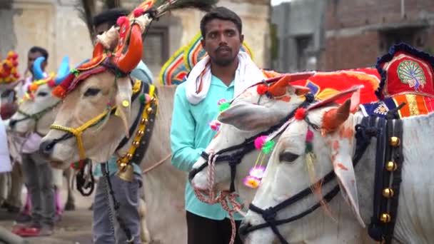 Amravati Maharashtra Σεπτεμβρίου 2023 Αγρότης Τους Διακοσμημένους Ταύρους Στο Δρόμο — Αρχείο Βίντεο
