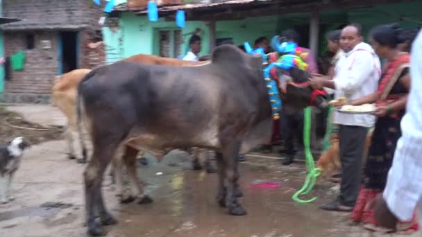Amravati Maharashtra Září 2023 Farmář Vyzdobeným Býkem Ulici Během Festivalu — Stock video