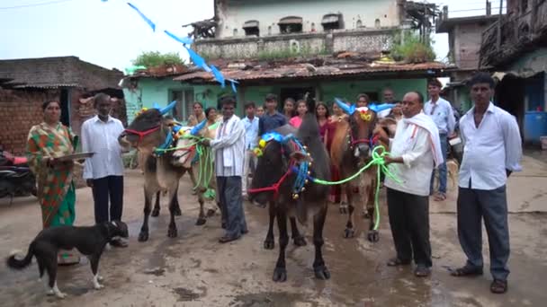 2023年9月14日 马哈拉施特拉邦Amravati 在牛波拉节 Bull Pola 或邦加节期间 农夫与他们的头牛在街上玩耍 牛波拉是一头尊重马哈拉施特拉邦的公牛 — 图库视频影像