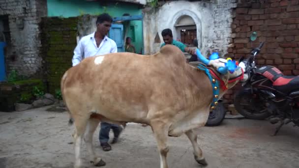 Amravati Maharashtra Září 2023 Farmář Vyzdobeným Býkem Ulici Během Festivalu — Stock video