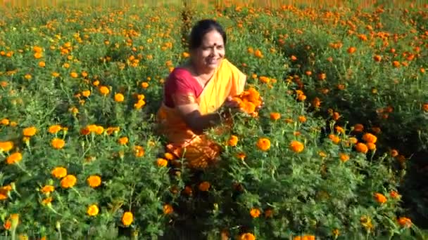 Happy Indian Woman Marigold Field — Stock Video