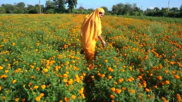 Happy Indian Woman Marigold Field — Stock Video