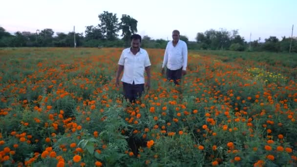 Ινδός Αγρότης Στο Λιβάδι Λουλούδι Marigold — Αρχείο Βίντεο
