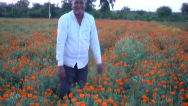 Marigold 꽃밭에 — 비디오