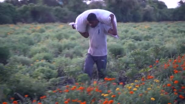 Kadife Çiçeği Tarlasında Hintli Çiftçi — Stok video