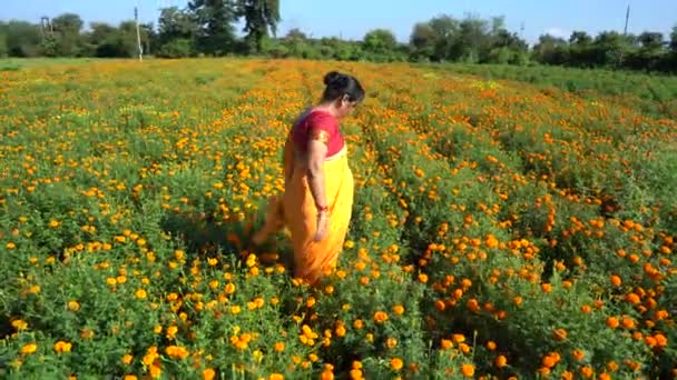 Счастливая Индийская Женщина Мэриголд Филд — стоковое видео