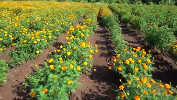 Pohled Marigold Field Indie — Stock video