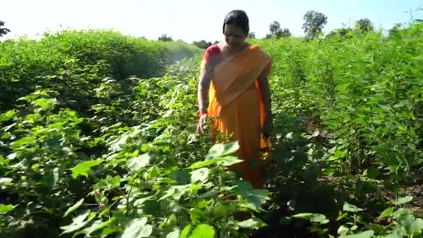 Yeşil Pamuk Tarlasında Mutlu Hintli Kadın Yeşil Pamuk Tarlasında Gözlemleyen — Stok video
