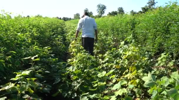 Індійський Фермер Квітковому Полі — стокове відео