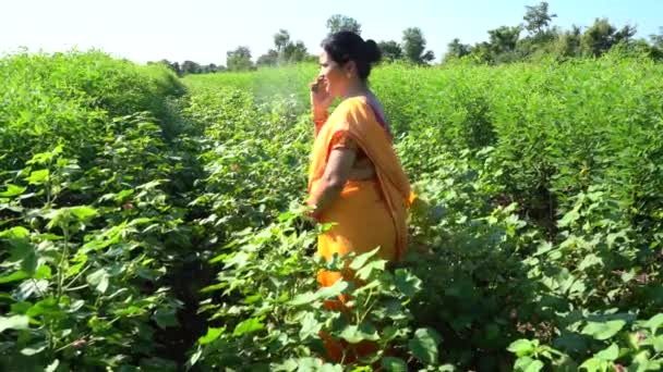 緑の綿畑で幸せなインディアン女性 緑の綿畑で観察する女性 — ストック動画