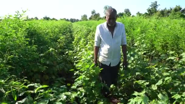 マリーゴールド花畑のインディアン農夫 — ストック動画