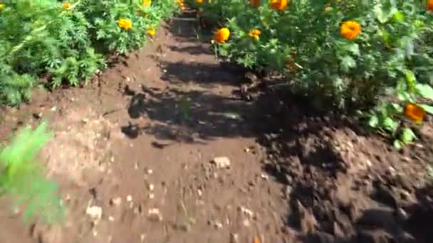 Hint Kadife Çiçeği Tarlası Manzarası — Stok video