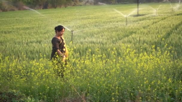 Ινδές Γυναίκες Ένα Χωράφι Σιτάρι Γεωργικό Σύστημα Άρδευσης Ποτιστικά Νερού — Αρχείο Βίντεο