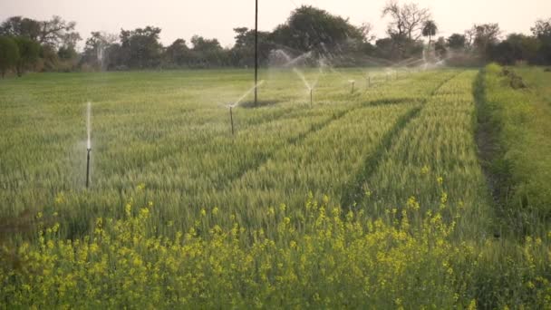 農業灌漑システムを備えた小麦畑 バックグラウンドの水スプリンクラー — ストック動画