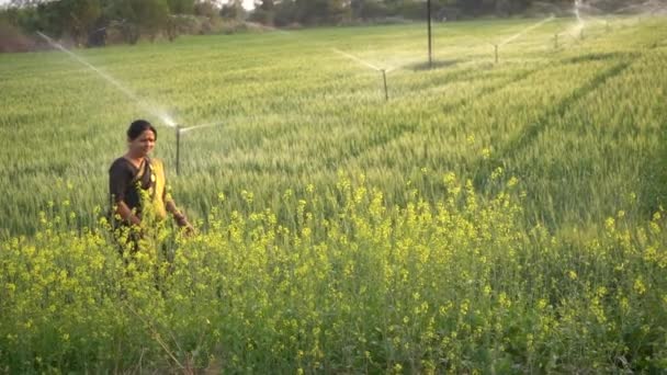 Mujeres Indias Campo Trigo Con Sistema Riego Agrícola Aspersores Agua — Vídeos de Stock