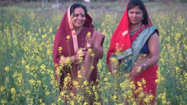 农业领域的快乐印度妇女 — 图库视频影像
