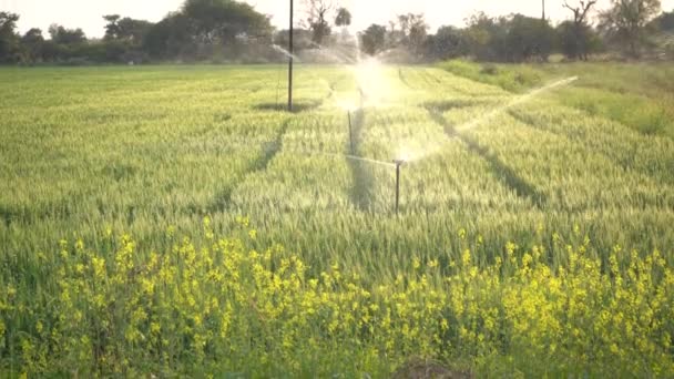 Vetefält Med Jordbruksbevattningssystem Vattenspridare Bakgrunden — Stockvideo