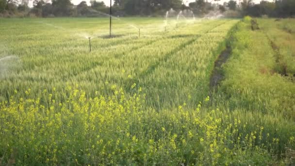 Пшеничне Поле Системою Зрошення Сільського Господарства Водні Спринклери Задньому Плані — стокове відео