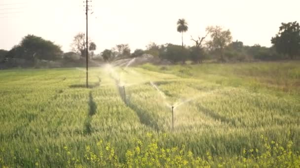 Пшеничне Поле Системою Зрошення Сільського Господарства Водні Спринклери Задньому Плані — стокове відео
