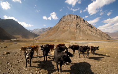 Hindistan, Ladakh, Himalayalar 'daki çiftlik hayvanları..