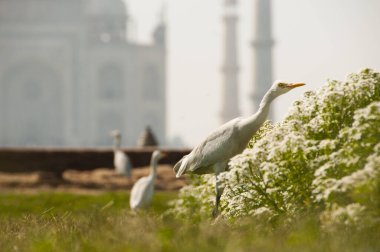 Balıkçıl kuşları Taj Mahal arka planında