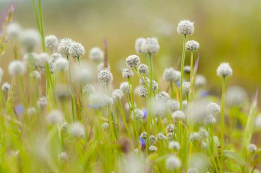 Çiçek çayırında güneşli bir gün. Güzel doğal arkaplan.