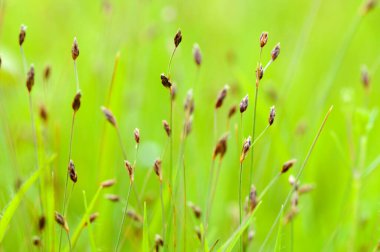 Çayırdaki güzel yabani çiçekler, çiçek arka planı..
