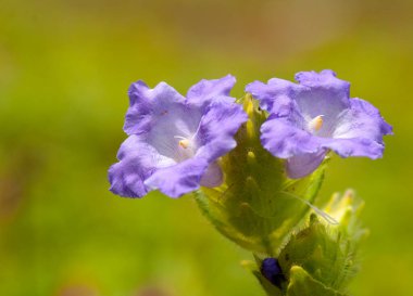 Doğanın güzel çiçekli ve soyut arka planı. Bahar çiçeği sahnesi