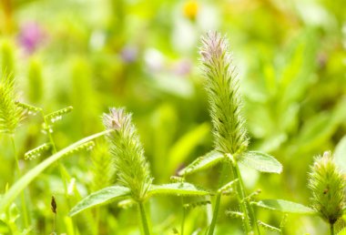 Doğanın güzel çiçekli ve soyut arka planı. Yumuşak yeşil nane arkaplanlı bahar çiçekleri sahnesi.