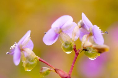 Doğanın güzel çiçekli ve soyut arka planı. Yumuşak yeşil nane arkaplanlı bahar çiçekleri sahnesi.