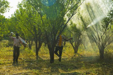Çiftçi portakal ağacı tarlasına gübre sıkıyor.,
