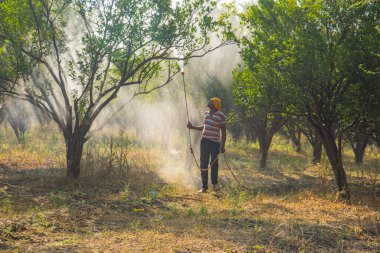 Çiftçi portakal ağacı tarlasına gübre sıkıyor.,
