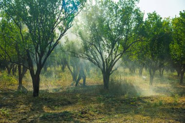 Çiftçi portakal ağacı tarlasına gübre sıkıyor.,