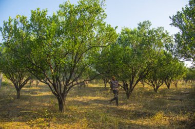 Turuncu tarladaki portakal ağacına gübre püskürten Hintli çiftçi.