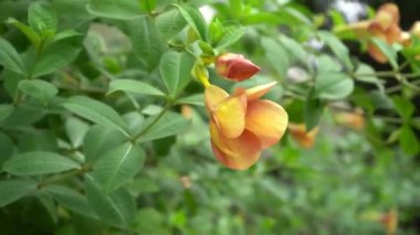 Su zambakları gölette çiçek açar..