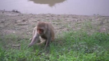 Nehir kıyısındaki maymun
