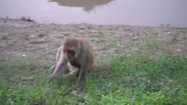 在河岸上的猴子 — 图库视频影像
