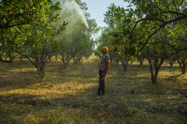 Turuncu tarladaki portakal ağacına gübre püskürten Hintli çiftçi.