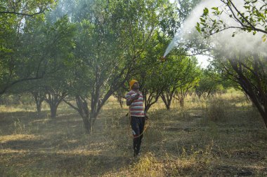 Turuncu tarladaki portakal ağacına gübre püskürten Hintli çiftçi.