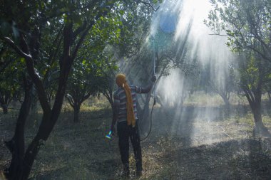 Turuncu tarladaki portakal ağacına gübre püskürten Hintli çiftçi.