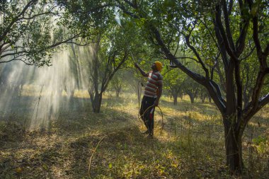 Turuncu tarladaki portakal ağacına gübre püskürten Hintli çiftçi.