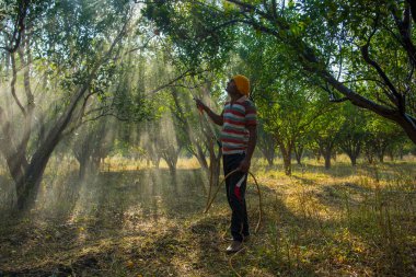 Turuncu tarladaki portakal ağacına gübre püskürten Hintli çiftçi.