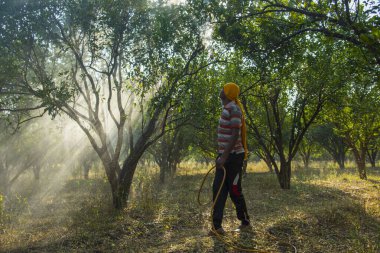 Turuncu tarladaki portakal ağacına gübre püskürten Hintli çiftçi.
