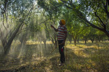 Turuncu tarladaki portakal ağacına gübre püskürten Hintli çiftçi.