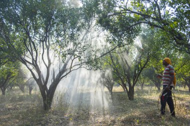 Turuncu tarladaki portakal ağacına gübre püskürten Hintli çiftçi.