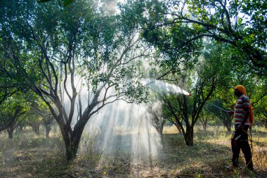 Turuncu tarladaki portakal ağacına gübre püskürten Hintli çiftçi.