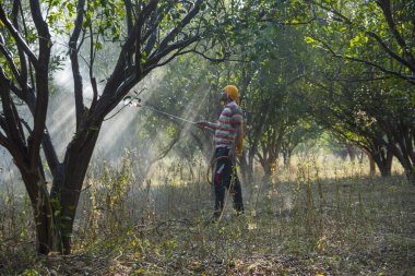 Çiftçi portakal ağacı tarlasına gübre sıkıyor.,