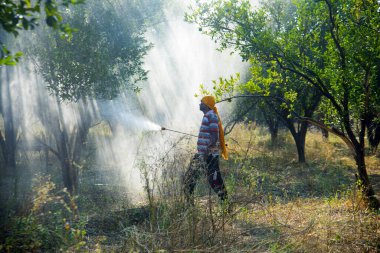 Çiftçi portakal ağacı tarlasına gübre sıkıyor.,