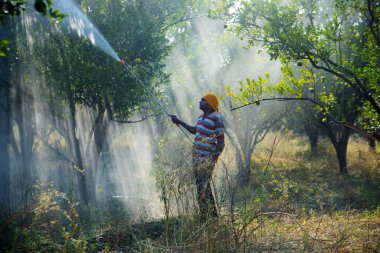 Çiftçi portakal ağacı tarlasına gübre sıkıyor.,