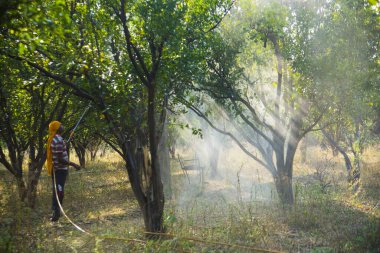 Çiftçi portakal ağacı tarlasına gübre sıkıyor.,
